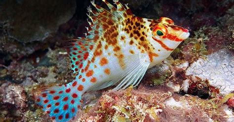 hawk fish|Hawkfish Fish Breed Information and Pictures .